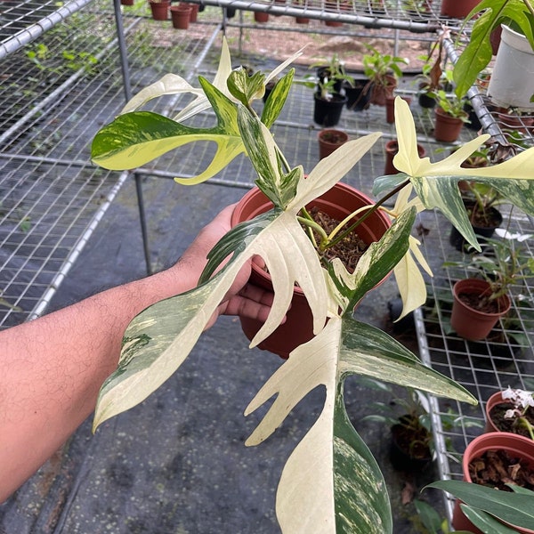 Philodendron Florida Beauty Pianta esatta variegata nelle immagini.