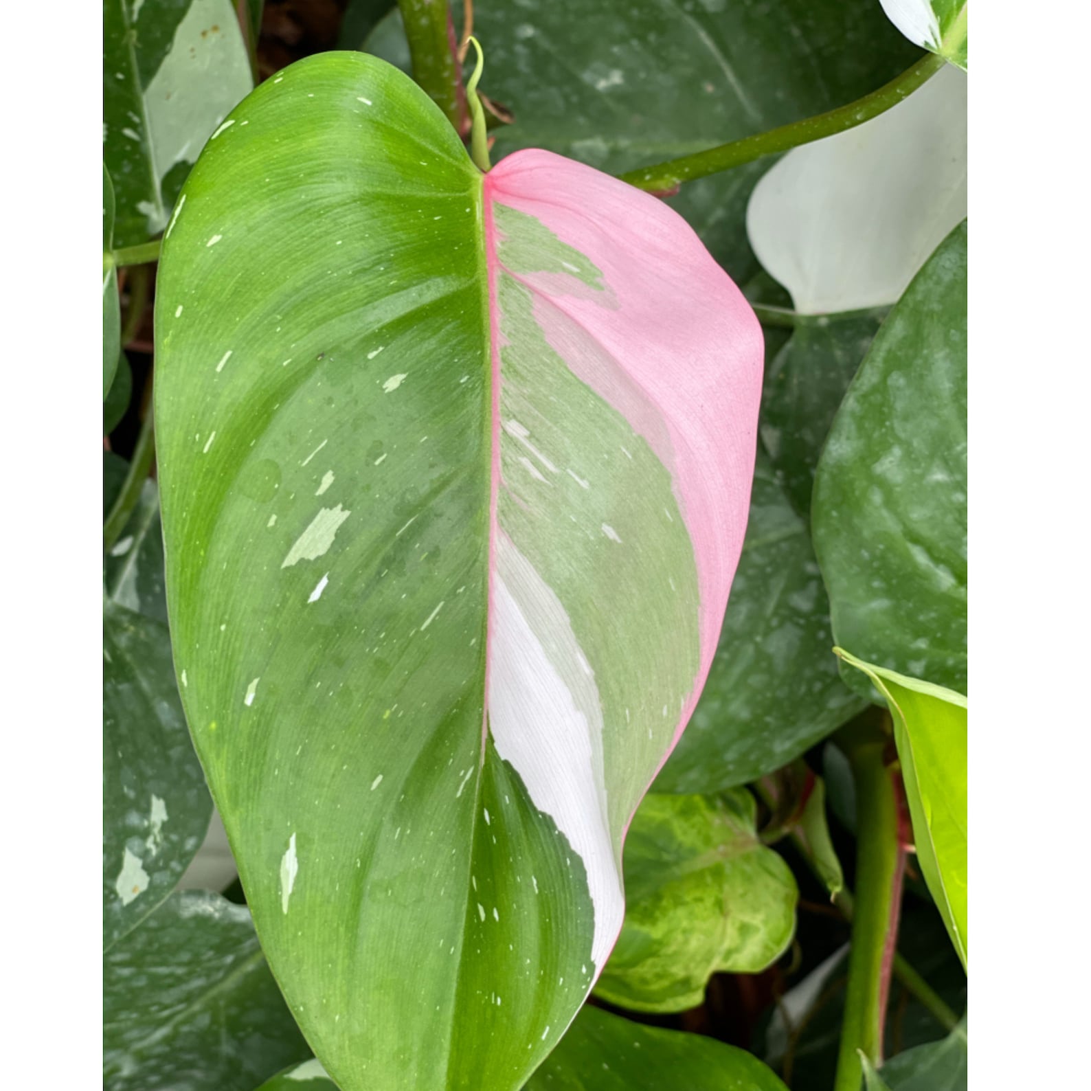 Philodendron White Princess With Pink Shade Etsy