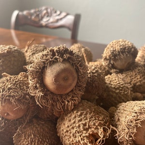 May include: A close-up of a pile of brown acorns with fuzzy caps. The acorns are arranged in a random pattern, with some of the caps partially covering the nuts.