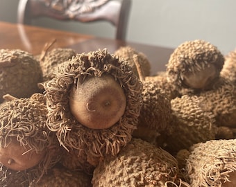 Burr Oak Acorns for crafts and designs.