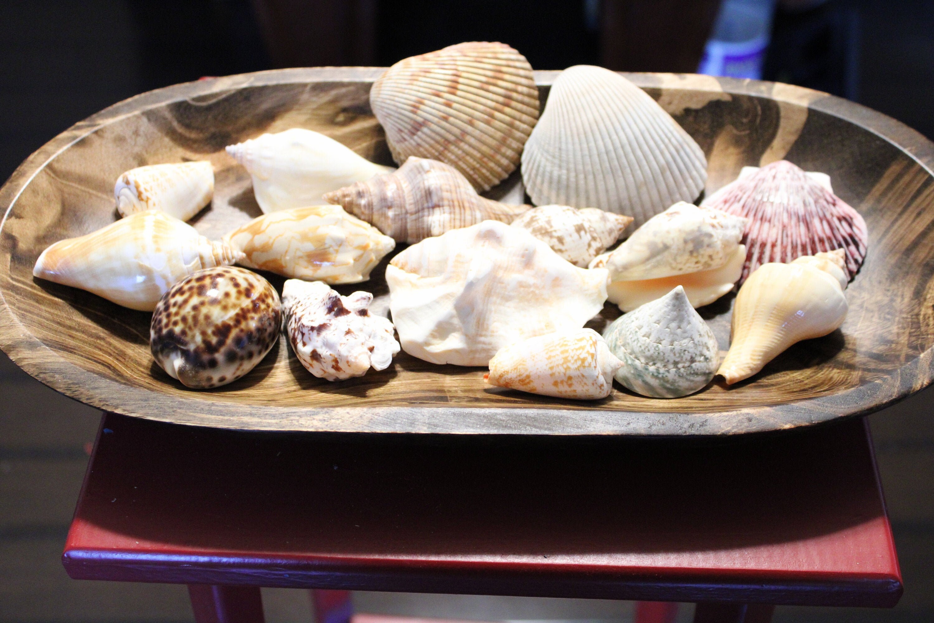 Sea Shells, Sea Shells From Nature, Sea Shells for Decoration, 