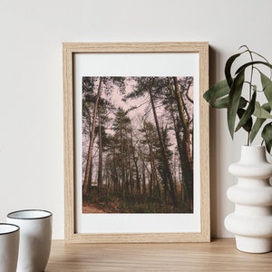 Enchanting Wilderness: Capturing the Beauty of the Forest Through the Lens