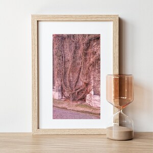 Tree photography