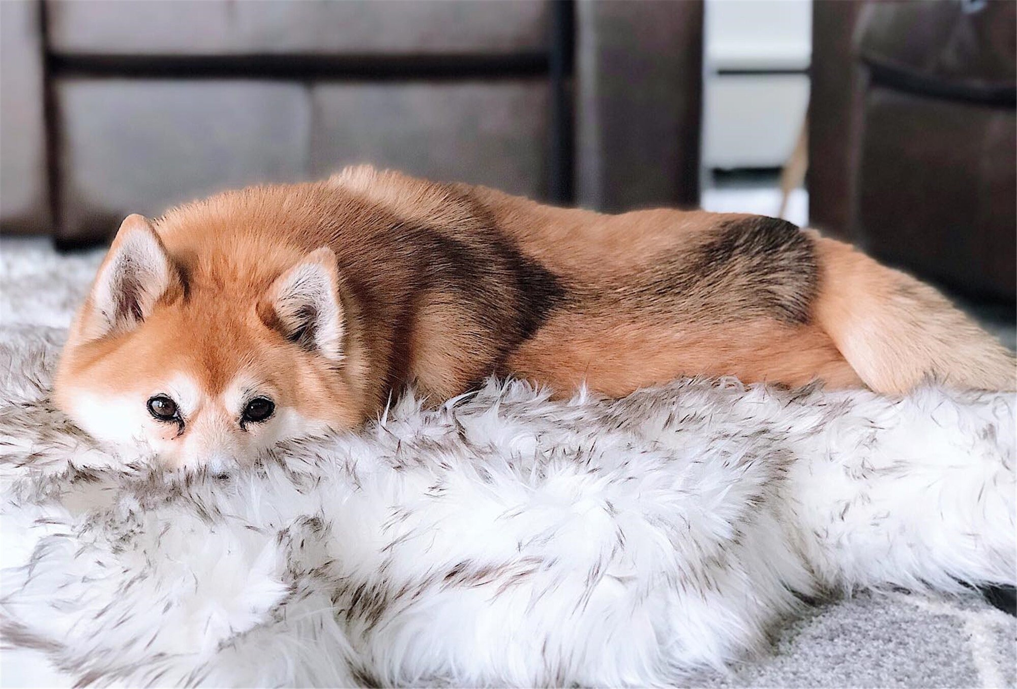 Faux Fur Dog Mat Curve White Winter Soft Warm Cozy Pet Cushion Etsy