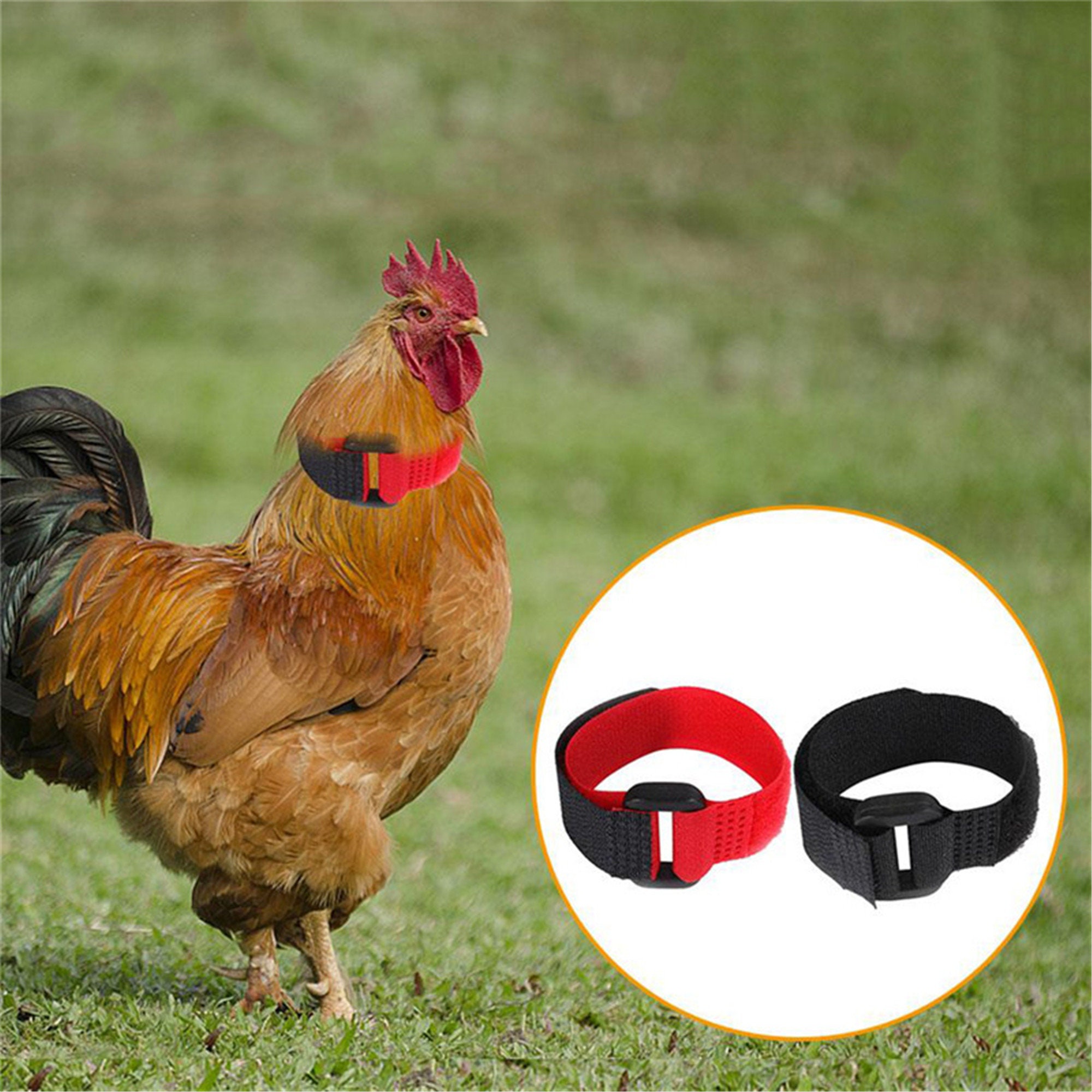 Rooster NoiseFree AntiHook Neckband Collar 2pcs Rooster Neck Etsy