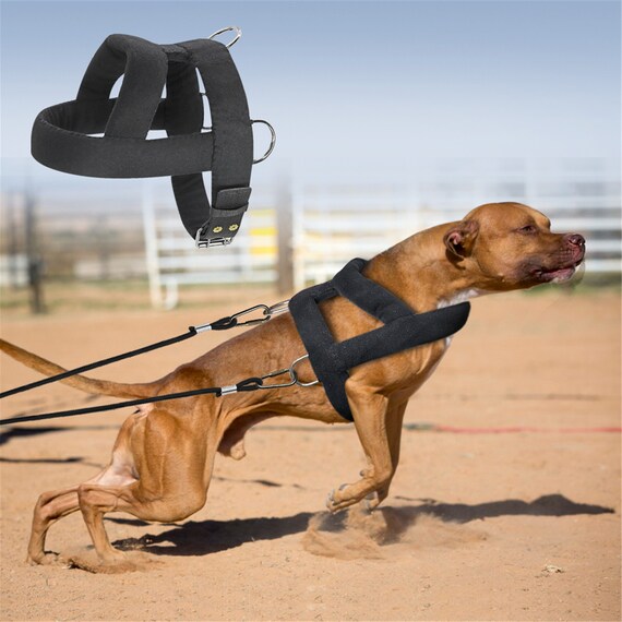adaptil dog collar