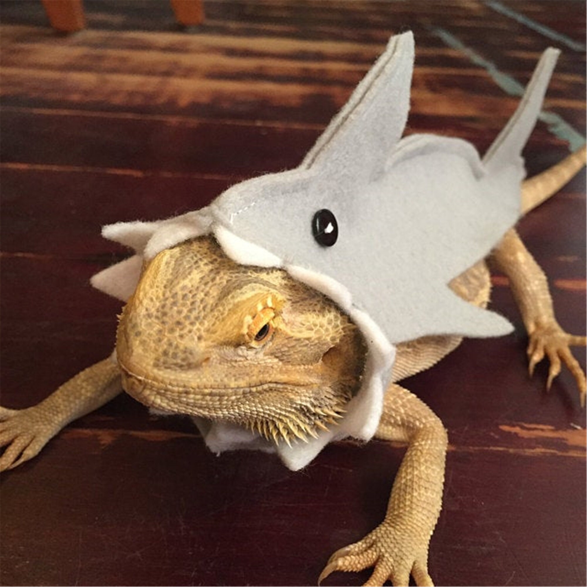Shark Costume for Bearded Dragon Reptiles Clothes Lizard Shark Etsy