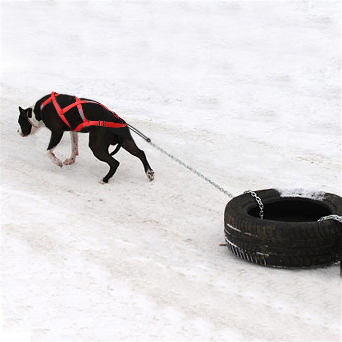 Waterproof Dog Sled Harness Reflective Sledding Harness Medium Etsy
