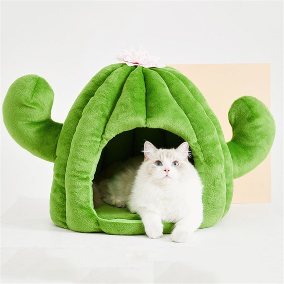 cat cactus bed