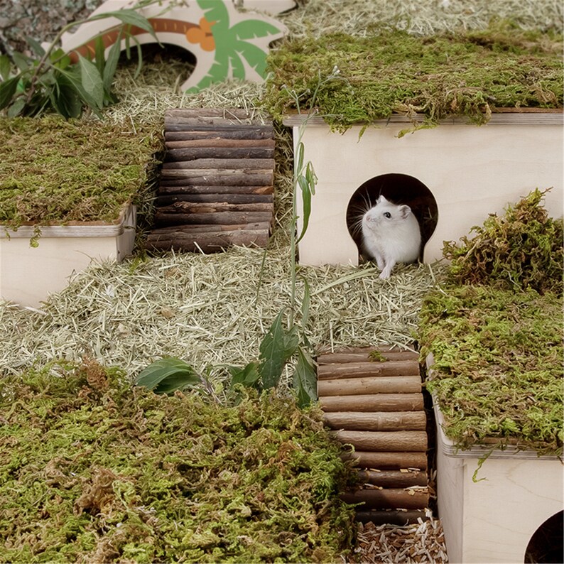 Natural Moss Mat Hamster Multiroom Moss Terrace Hamster Cage Etsy