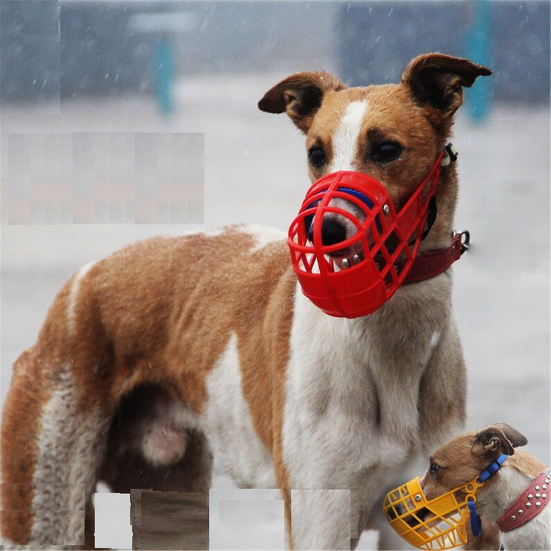 dog muzzle basket type