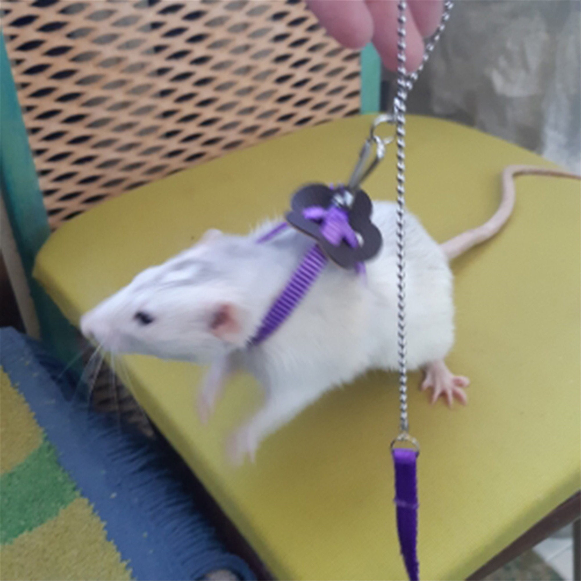 hamster leash diy