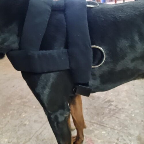 Dog Weight Pulling Harness Soft Padded Dogs Harnesses Large Etsy