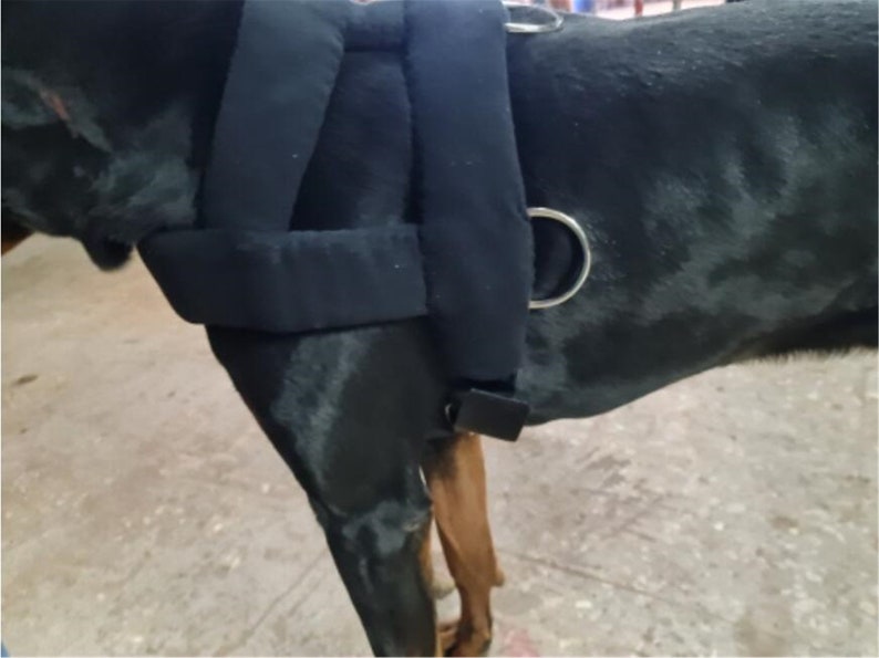 Dog Weight Pulling Harness Soft Padded Dogs Harnesses Large Etsy