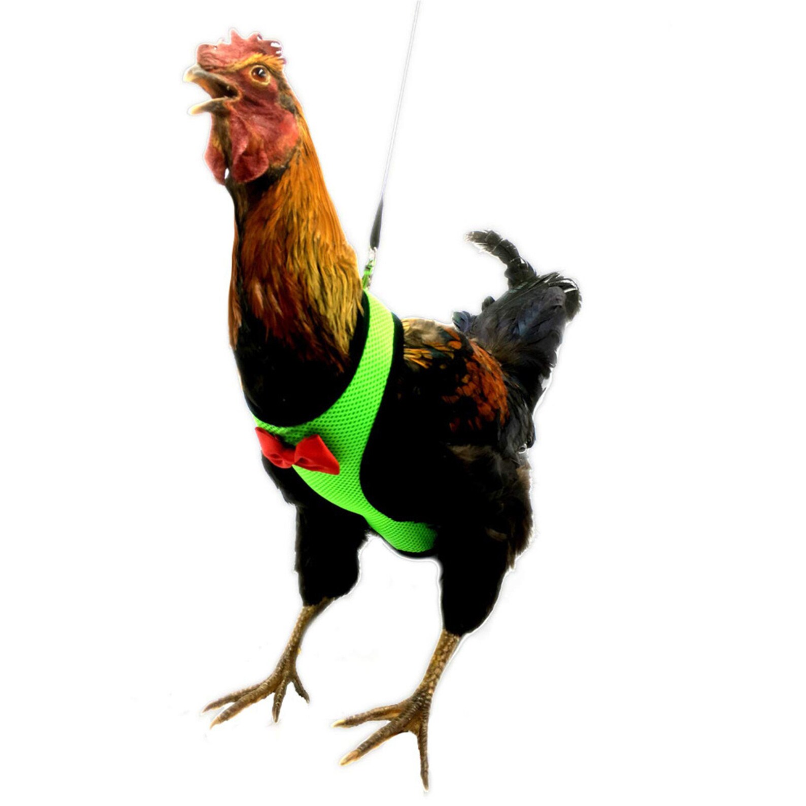 Chicken Harness Hen Size With 6ft Matching Leash Adjustable Etsy