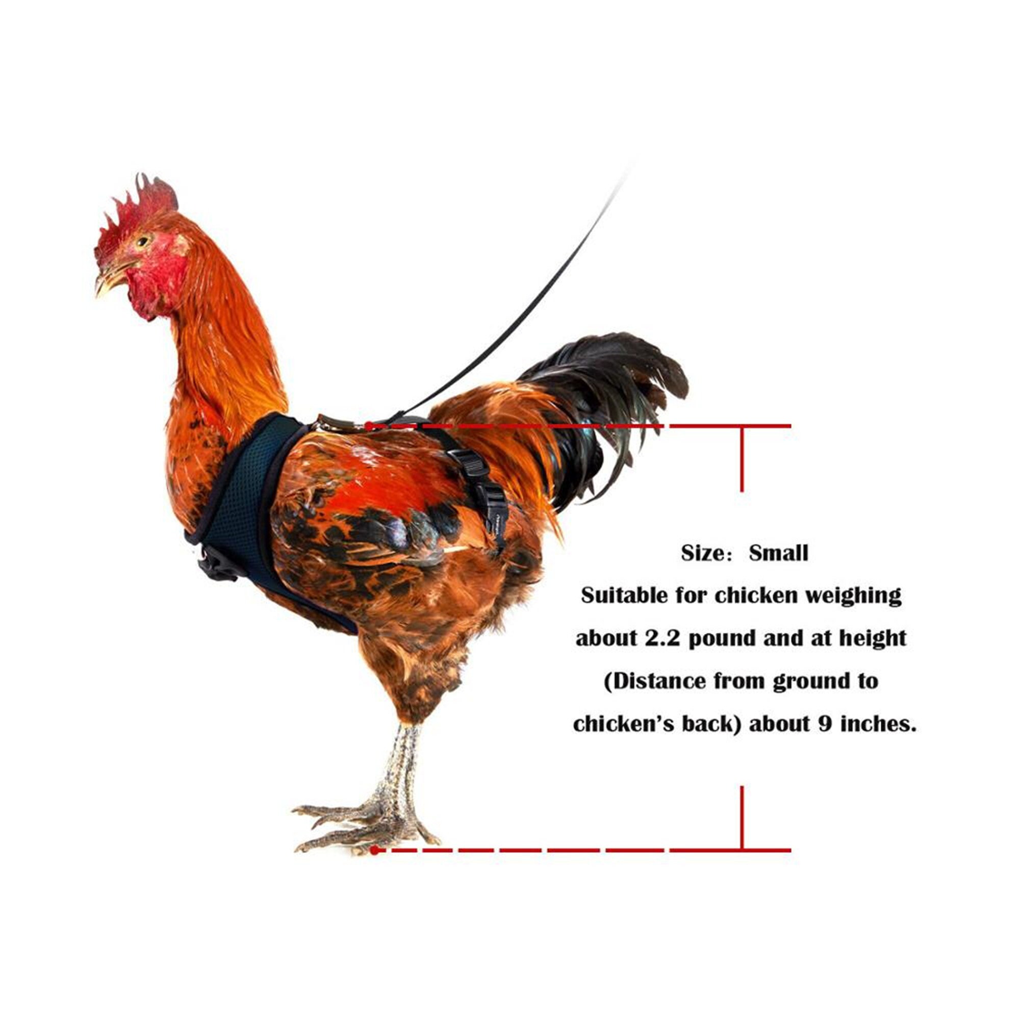 Chicken Harness Hen Size With 6ft Matching Leash Adjustable Etsy
