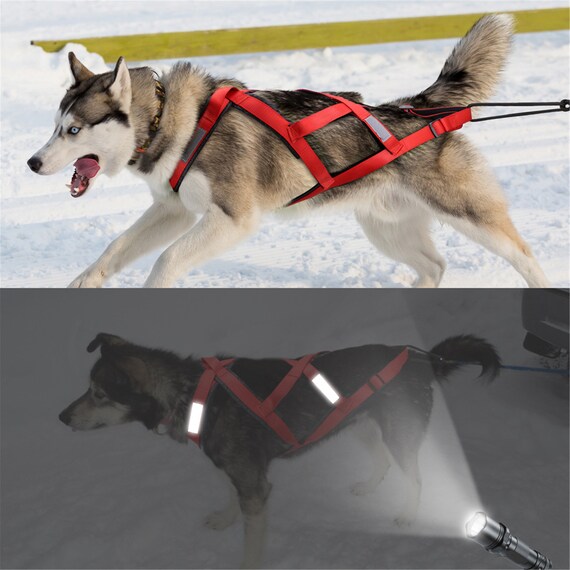 husky harness pulling sled