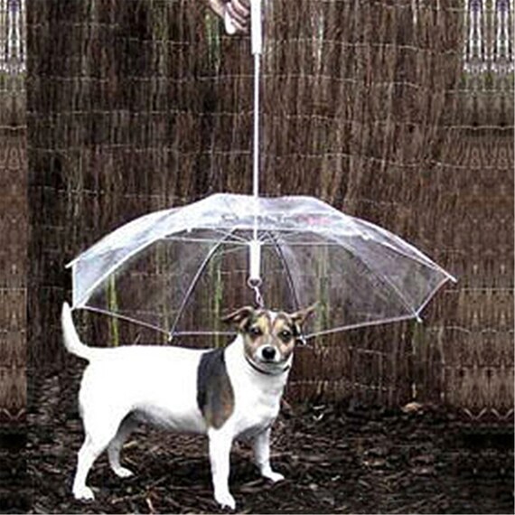 rain gear for dog walking