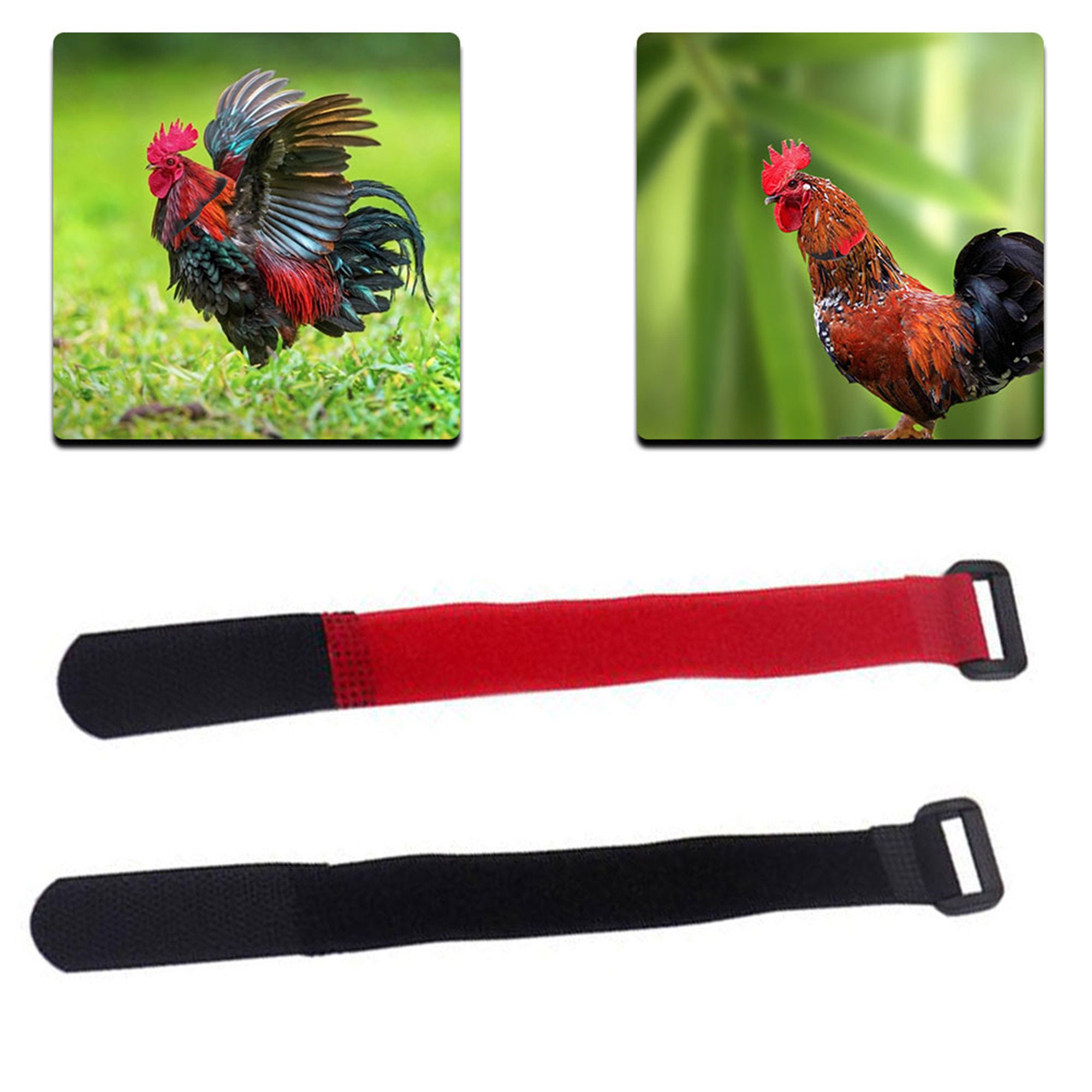 2PCS Chicken Crow Collar Nylon Nocrow Rooster Collar Noise Etsy UK