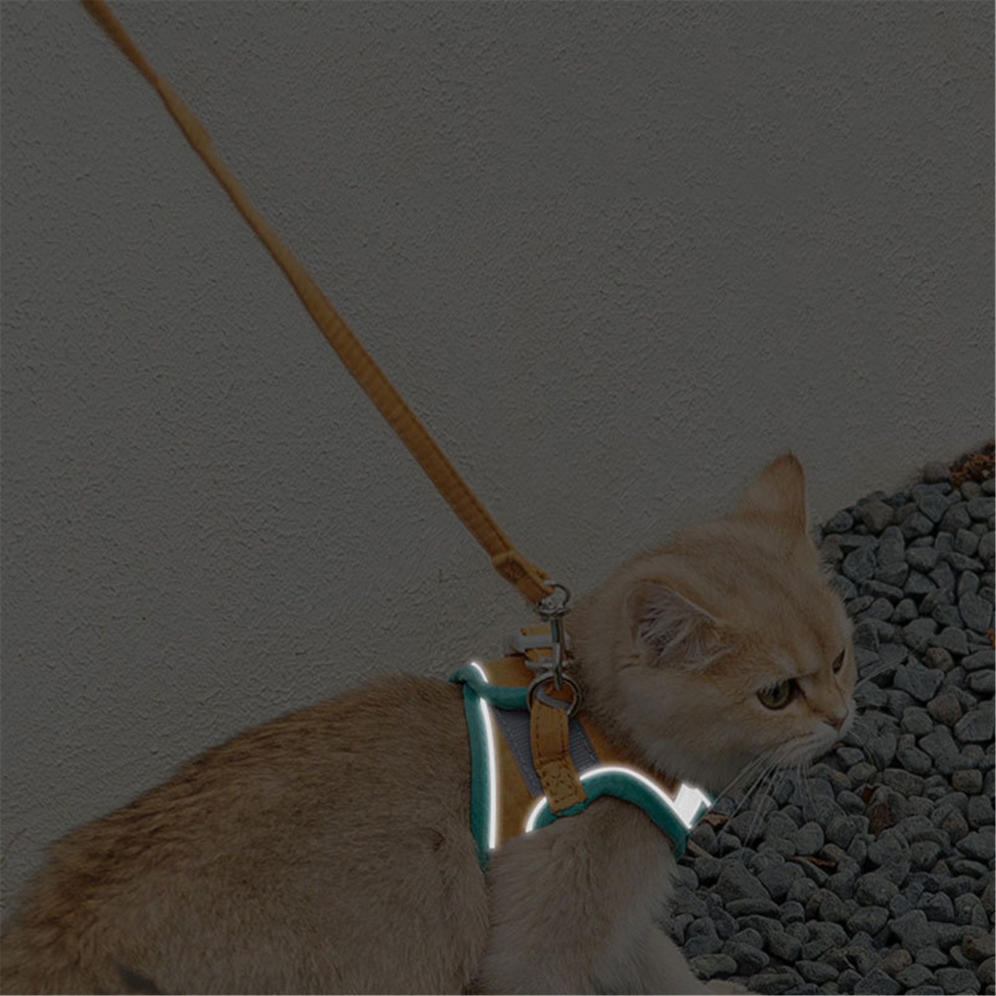 Cat Harness Reflective Vest Pet Harnesses Outdoor Walking Etsy