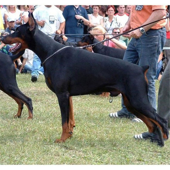 flat link dog collar