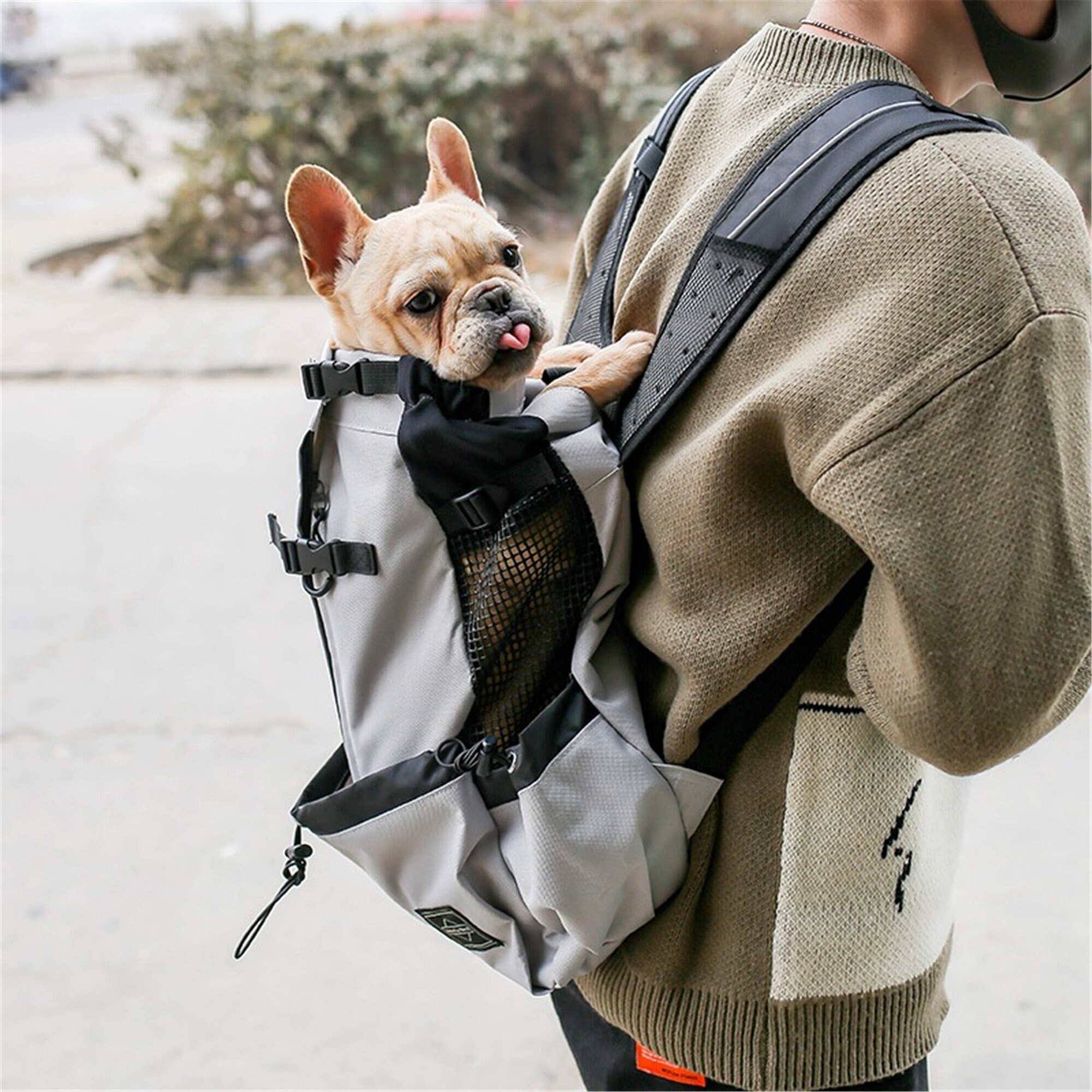 puppy in a backpack