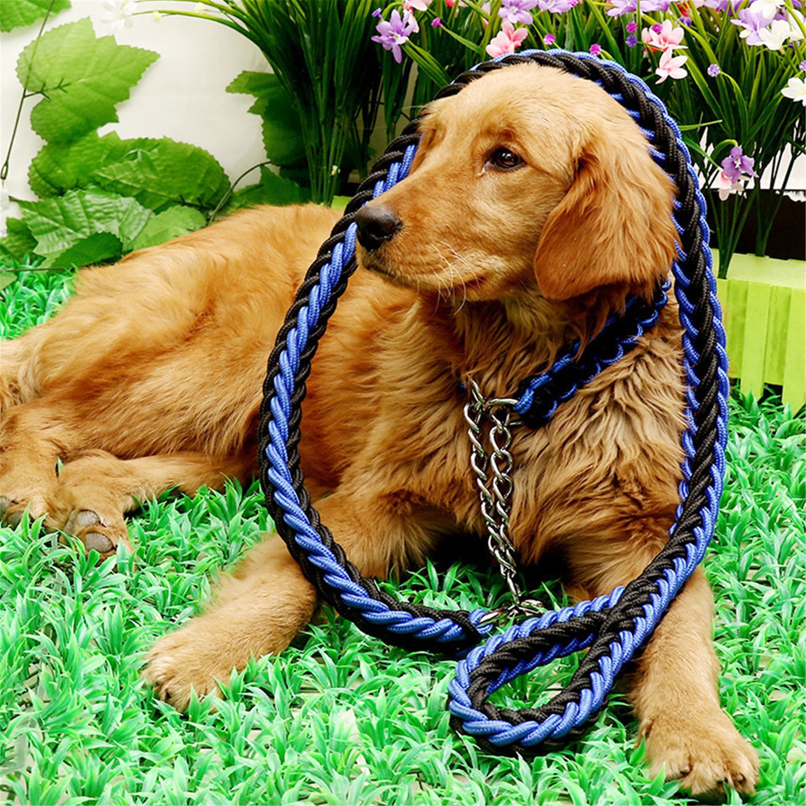 Nylon Braided Dog Collar And Leash Set Traction Rope For Small Etsy
