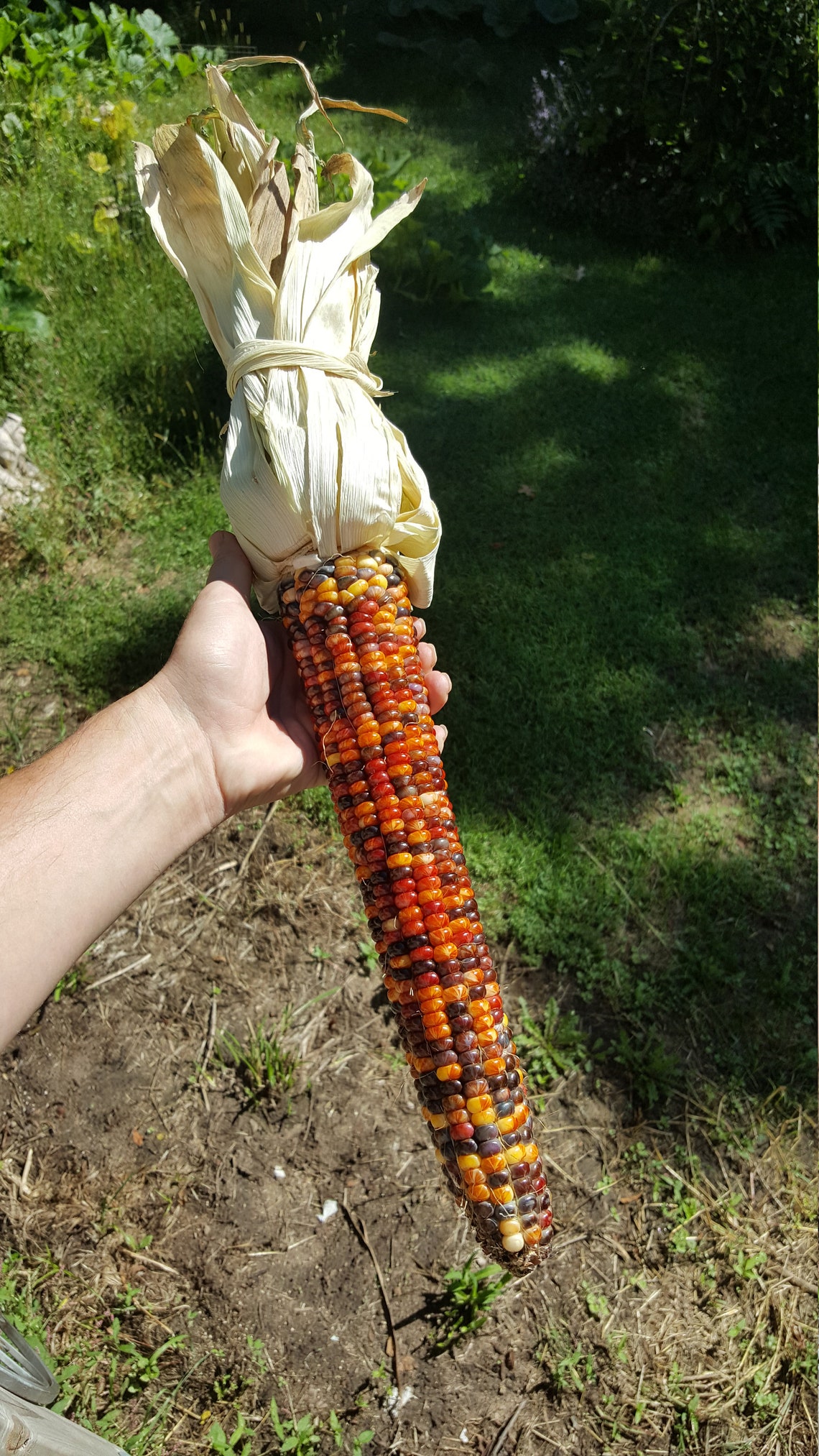 Rare Giant Indian Corn Seeds X50 Easy To Grow Colorful Etsy