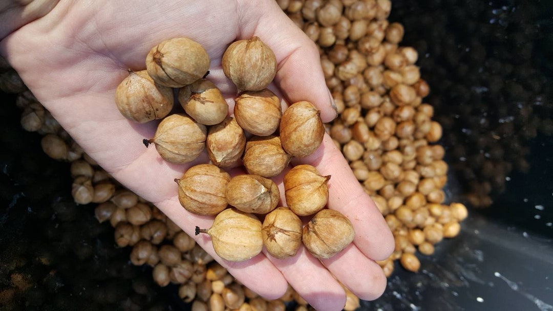 15 Wisconsin Shagbark Hickory Seeds for Plantingcarya Etsy