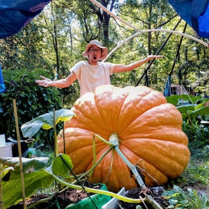 Giant Pumpkin Seeds 2023!!! Incredible Color And Shape! Howard Dill Award Winning! 2 Seeds per Order!