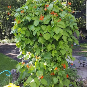 Rare! Giant Scarlet Runner Beans! Humming Bird Attracting Red Flowers! 5 Seeds!