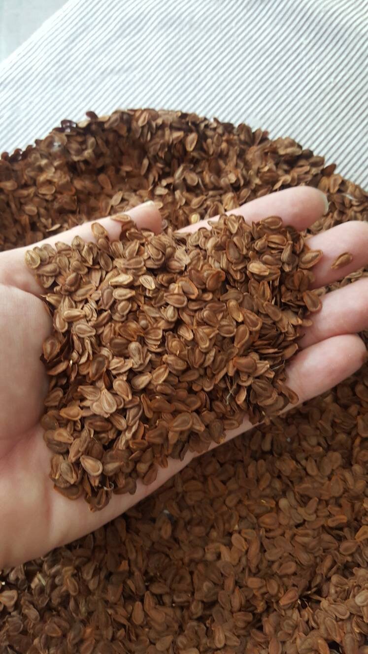 2000 Common Milkweed Seeds Bulk Help Save The Monarch | Etsy
