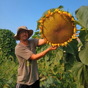 QAUZUY GARDEN Titan Sunflower Seeds 15 Giant Sunflower Helianthus Annuus, Rare