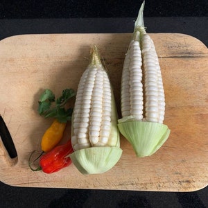 25 Giant Cuzco Corn Seeds! World's Largest Kernels! Direct from the sacred valley in Peru. Grown by the Incas. Not for beginner gardeners.