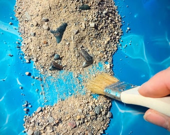 Venice Beach Sharks Teeth Hunt Kit! Lots Of Nice Real Fossil Teeth! With Laminated Identification Guide and brush!