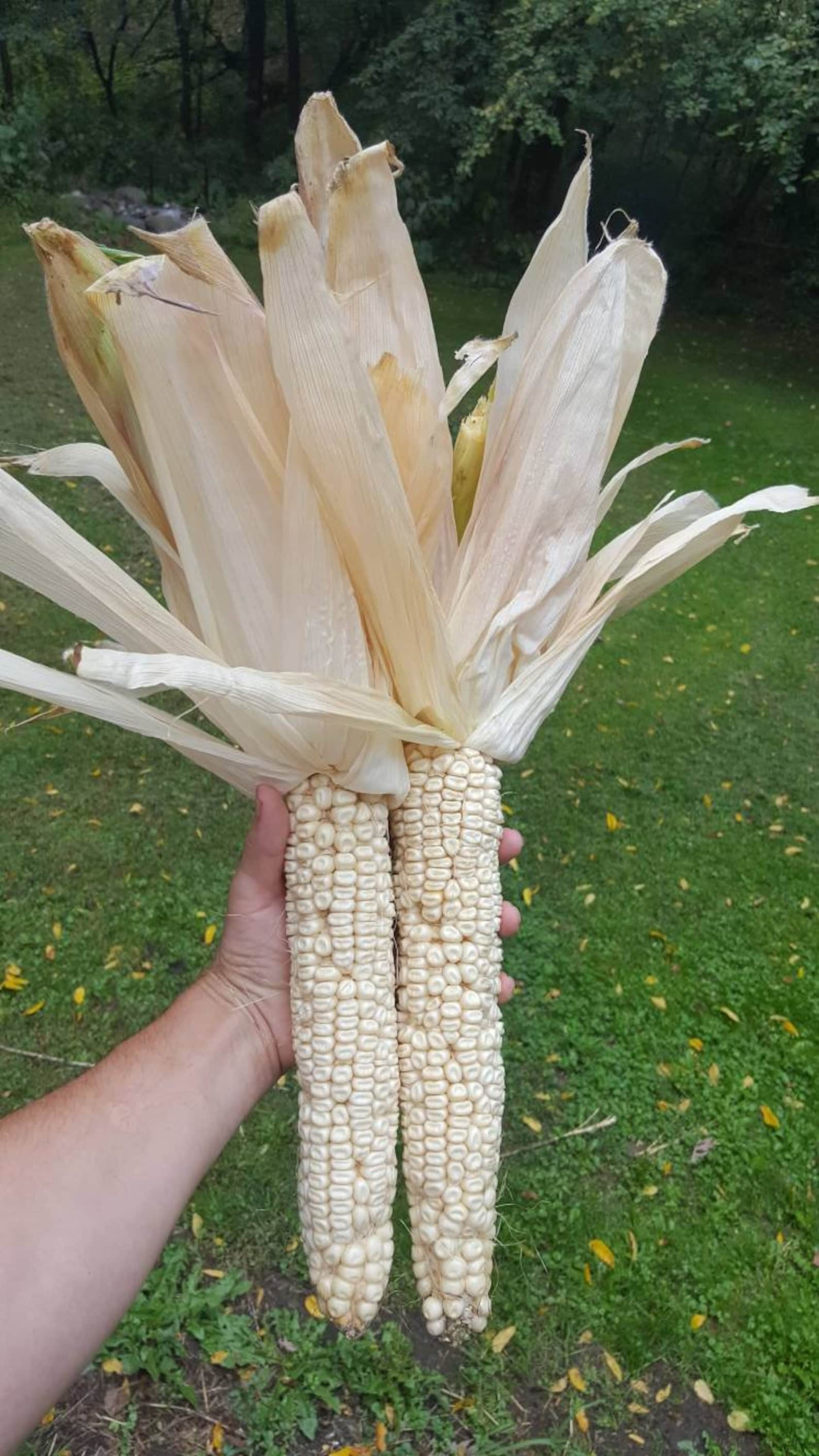 Tall Corn Rare 25 Seeds Fun and Easy to Grow 20 Feet Tall Etsy UK