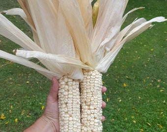 Tall Corn! Rare! 25 Seeds! Fun and Easy To Grow! 20+ Feet Tall Possible!