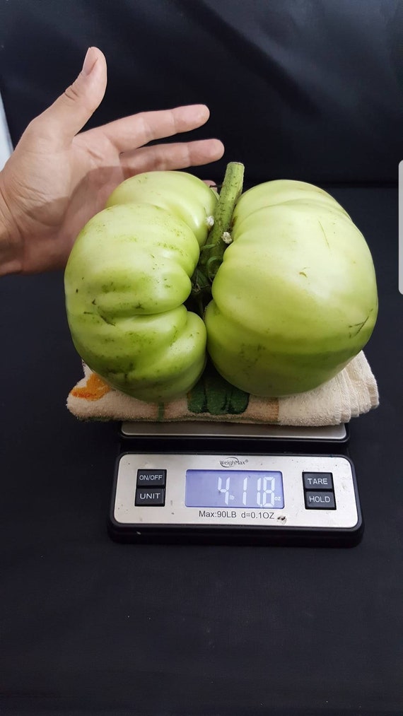 Giant Tomato Seeds X20! Big Zac! Award Winning! Can Produce