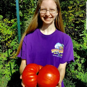 Giant Tomato Seeds X20! Big Zac! Award Winning! Can Produce Tomatoes Well Over 5lbs! Rare!