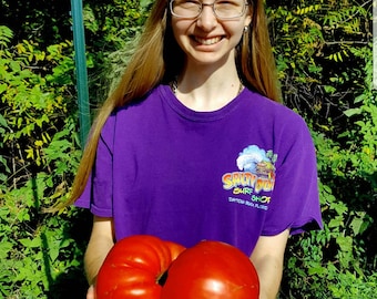 Giant Tomato Seeds X20! Big Zac! Award Winning! Can Produce Tomatoes Well Over 5lbs! Rare!