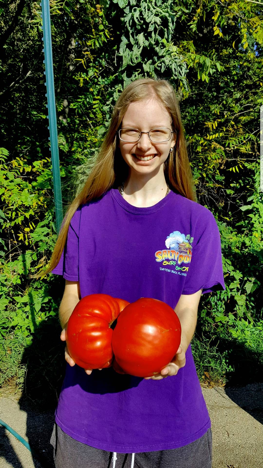 Rare Giant Tomato Seeds X20! Big Zac! Award Winning! Can Produce