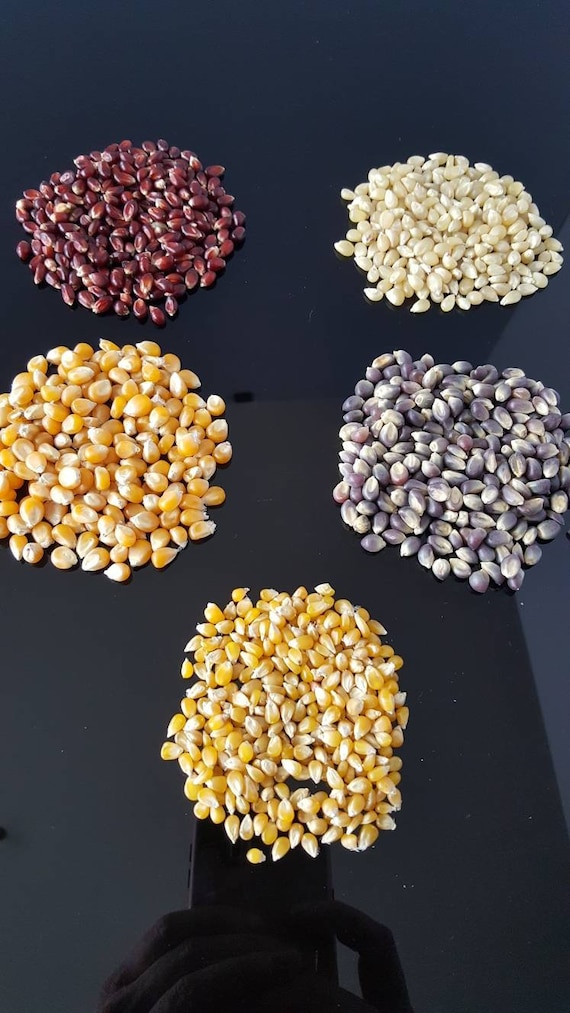 1000 Seeds Popcorn Growers Mega Pack 5 Varieties Etsy