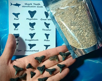 Venice Beach Sharks Teeth Hunt Kit! Lots Of Nice Real Fossil Teeth! With Laminated Identification Guide and brush!