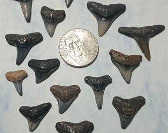 15 Jewelry Grade Shark Tooth Fossils. 100% Real! Hand Picked For Their Wonderful Condition!