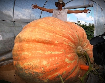 1925 LB Giant Pumpkin Seed 2025!!! Incredible Beast! Top Notch Genetics ! (1 Seeds per Order )