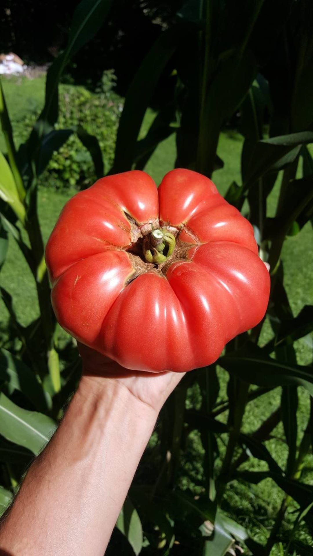 トマトウマ Rare Giant Tomato Seeds X20! Big Zac! Award Winning! Can Produce