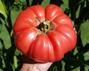 Rare Giant Tomato Seeds X20! Big Zac! Award Winning! Can Produce