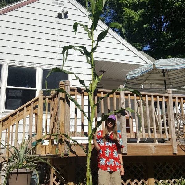 Tall Corn! Rare! 25 Seeds! Fun and Easy To Grow! 20+ Feet Tall Possible!