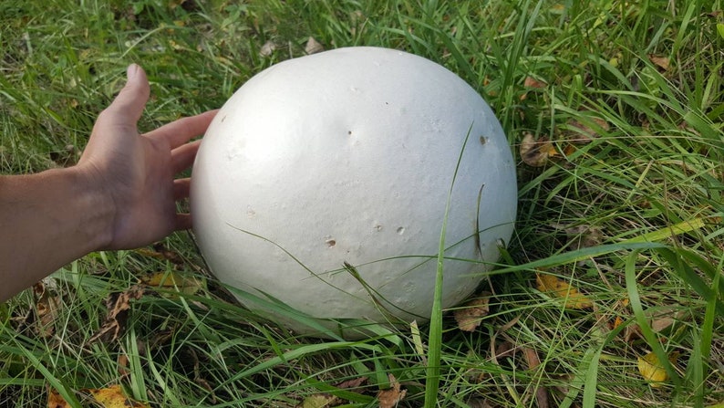 Giant Puffball Mushroom Growing Kit Over 1 Billion Spores Calvatia Gigantea, Taste Great image 3