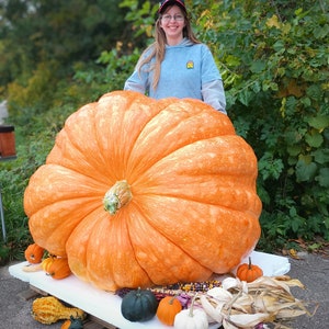Giant Pumpkin Seeds 2023!!! Incredible Color And Shape! Howard Dill Award Winning! 2 Seeds per Order!